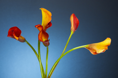 Orange Callas