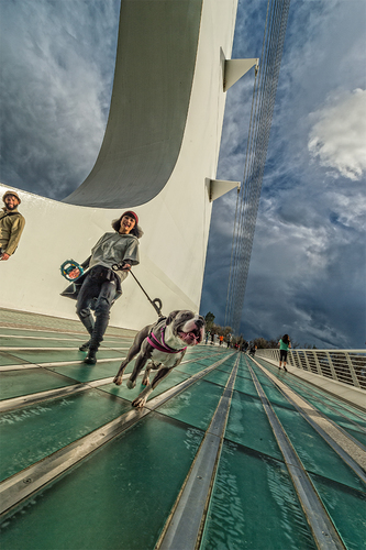 Bulldog on Sundial Bridge