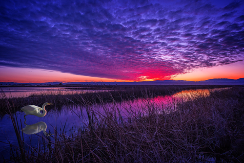 Sacramento Wildlife Refuge