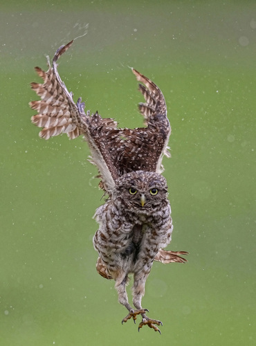 Rain Shower