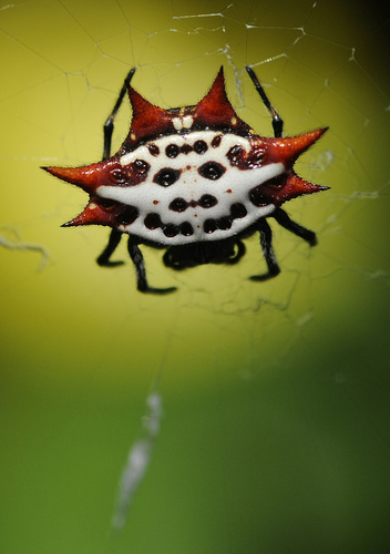 Spiny