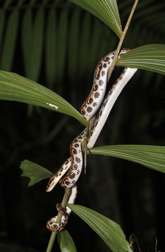 Ecuador Jungle Snake