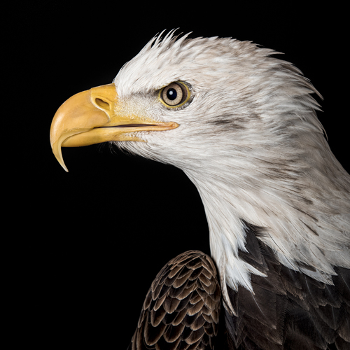 Profile of a Bald Eagle