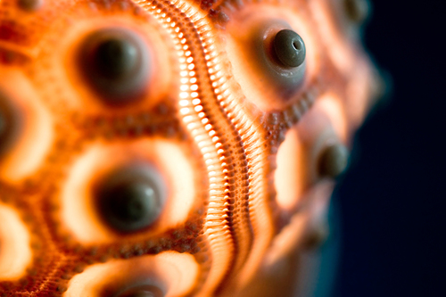 Shell