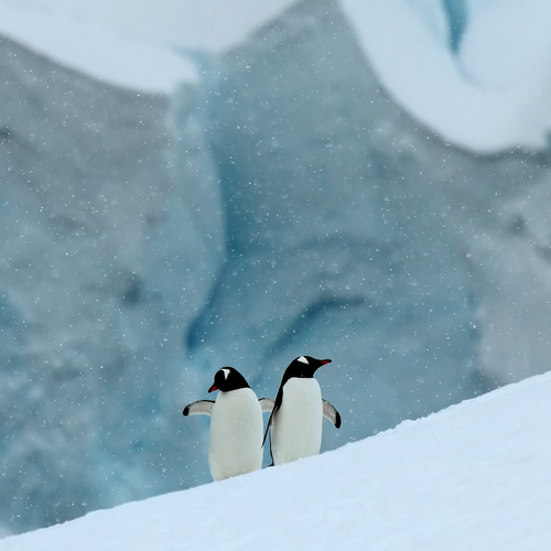 Gentoo Penguins