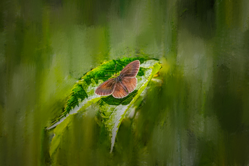 Brown Butterfly