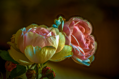 2 pink roses
