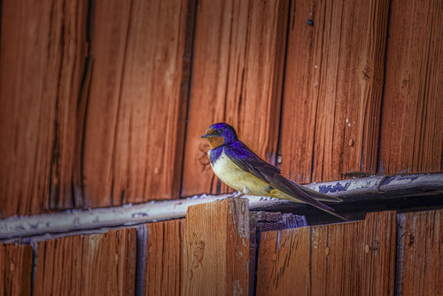 Barn swallow