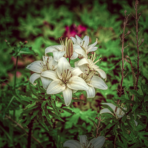 White lilies