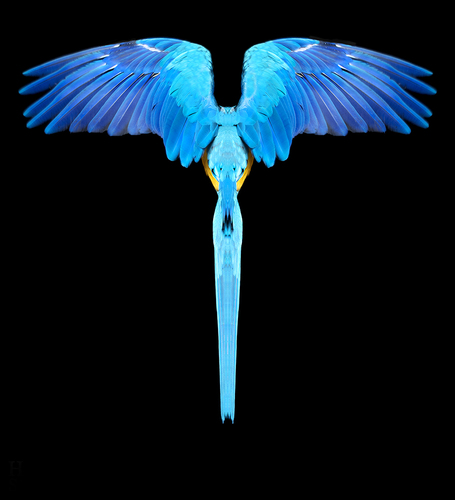 Winged