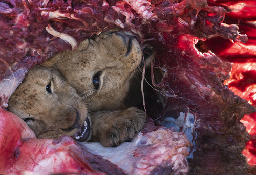 Inside The Carcass