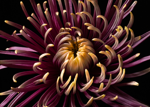 Spider Chrysanthemum