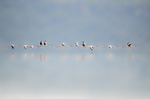 Flying flamingos