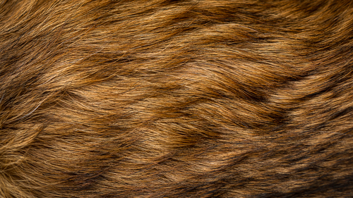 Fur