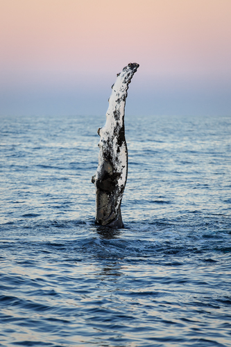 Wave from a Humpback