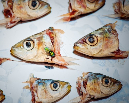 Fishhead