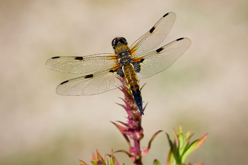 Dragonfly