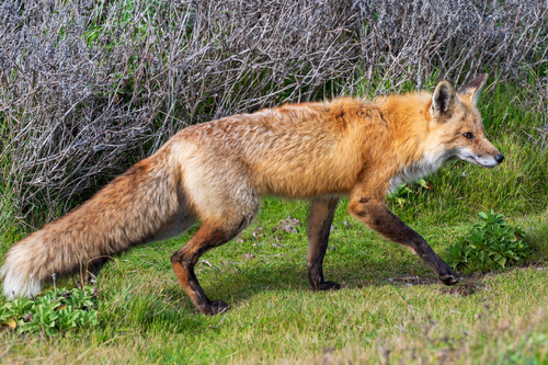 Fox on the Prowl
