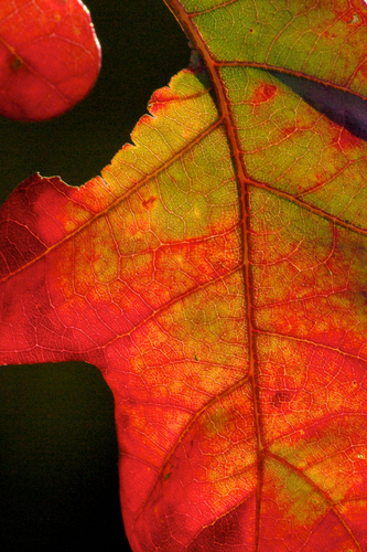 Red Leaf
