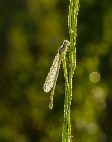 Summer Dew