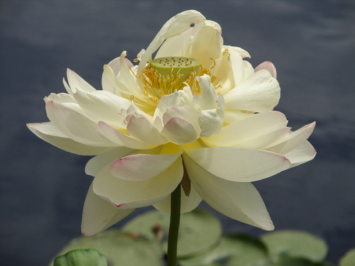Water Lily