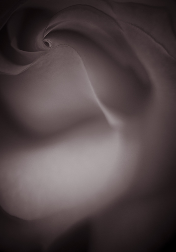 Rose Odalisque