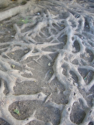 roots
