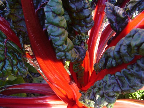 strange vegetable