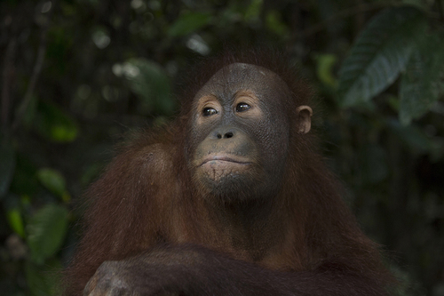 Orangutan Borneo