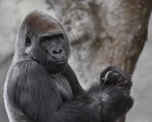 Silverback Forget Me Not