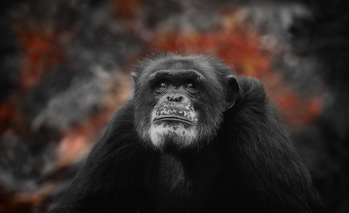 Chimpanzee Red Earth