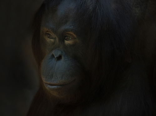 Bornean Princess