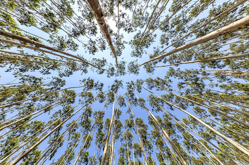 daruwala-pallon_eucalyptus