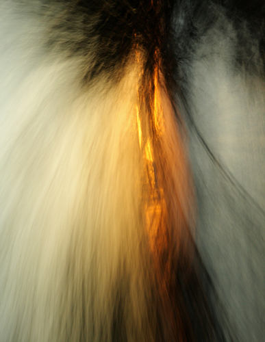 Forest Fire