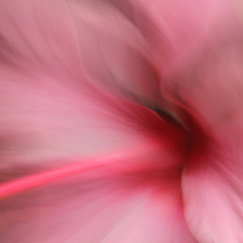 Hibiscus Dreams