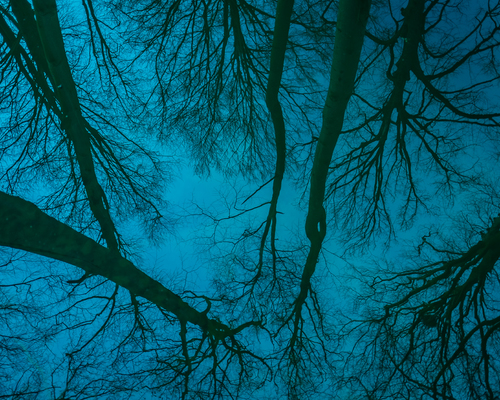 Trees by Bosgra