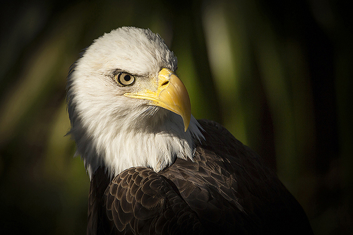 Eagle study 1