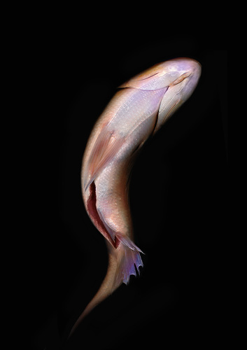 Dorade