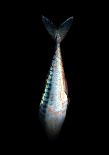 Mackerel