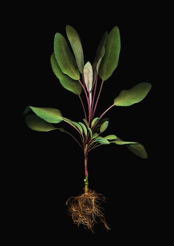 Sage