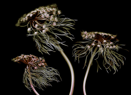 Wild Carrots