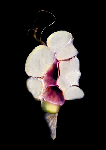 Garlic (2)