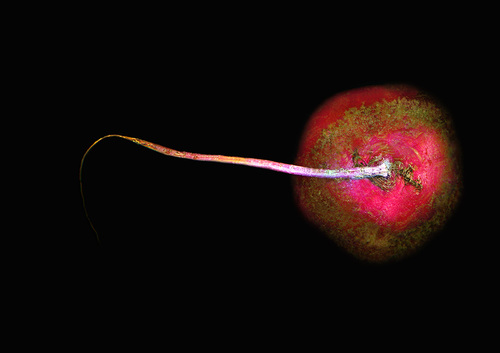 Red Beet