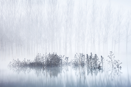 Cold & Foogy Morning in the Swamp
