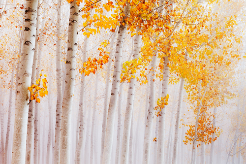 Autumal Symphony