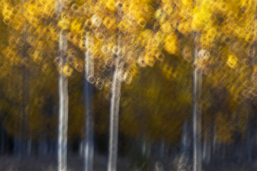 Golden circles