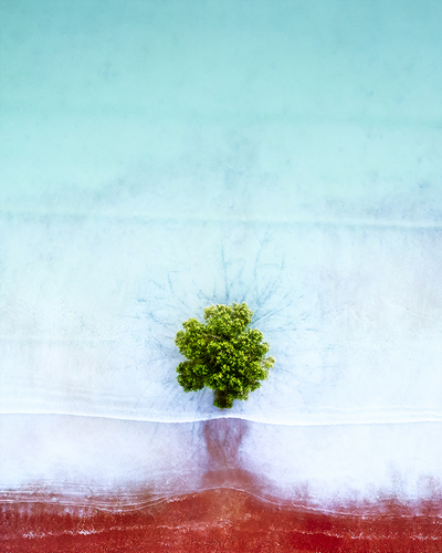 Lone Mangrove