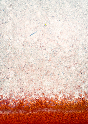 Mangrove on Mars