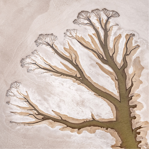 Mudflat Tree