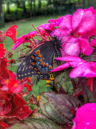 Black Swallowtail